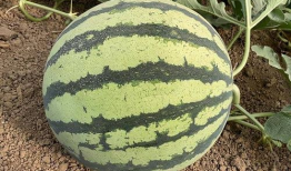 52吃瓜热门爆料地址,独家内幕大公开