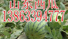 吃瓜爆料反差山东,反差萌的山东风情