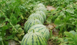 瓜圈吃瓜视频大爆料合集,吃瓜视频大爆料合集深度解析