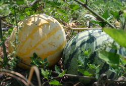 去哪吃瓜爆料,去哪吃瓜爆料，带你直击明星幕后故事